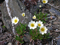 Mountain Avens